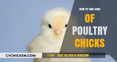 Essential Tips for Raising Healthy and Happy Poultry Chicks