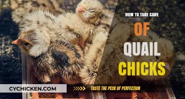 Caring for Quail Chicks: Essential Tips for Healthy Growth