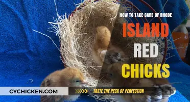 Caring for Rhode Island Red Chicks: A Guide