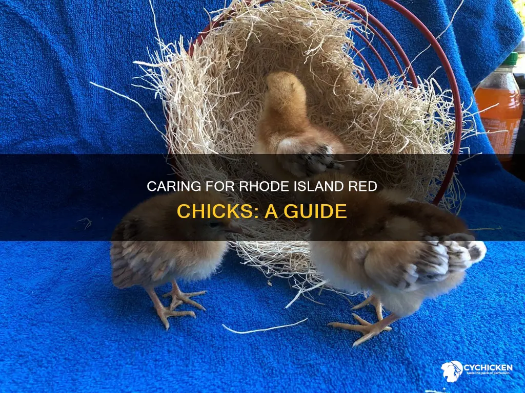 how to take care of rhode island red chicks