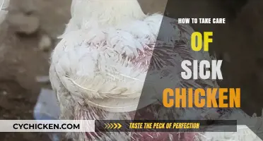 Caring for Your Sick Chicken: Essential Tips for Poultry Health