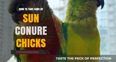 Caring for Sun Conure Chicks: Essential Tips for Healthy Growth