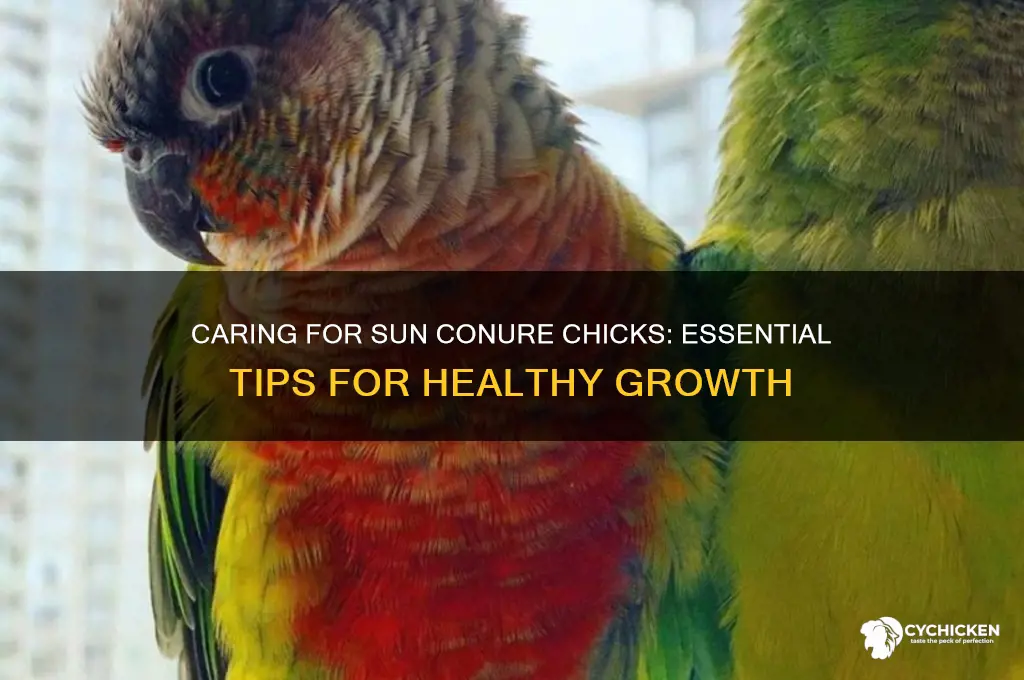 how to take care of sun conure chicks
