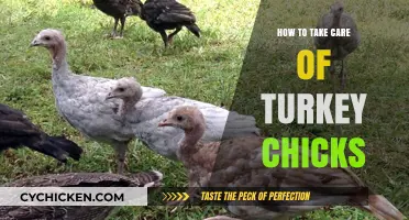 Caring for Turkey Chicks: Essential Tips for Healthy Growth