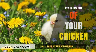 Essential Tips for Happy, Healthy Chickens: A Care Guide