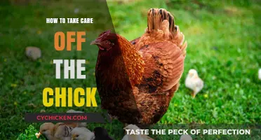 Caring for Chicks: Essential Tips for Healthy and Happy Baby Birds