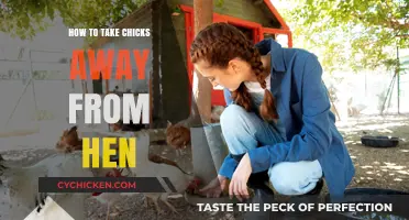 Safely Separating Chicks from Hens: A Step-by-Step Guide