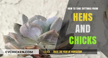 Propagating Hens and Chicks: Easy Steps to Take Cuttings Successfully