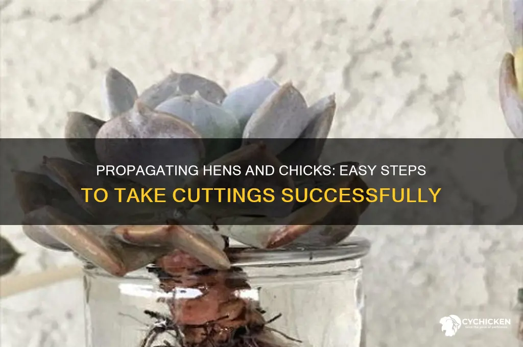 how to take cuttings from hens and chicks