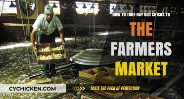 Taking Day-Old Chicks to the Farmers Market: A Guide