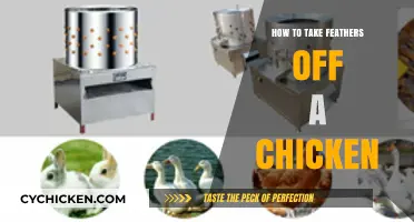 Efficient Feather Removal: A Step-by-Step Guide for Chicken Processing