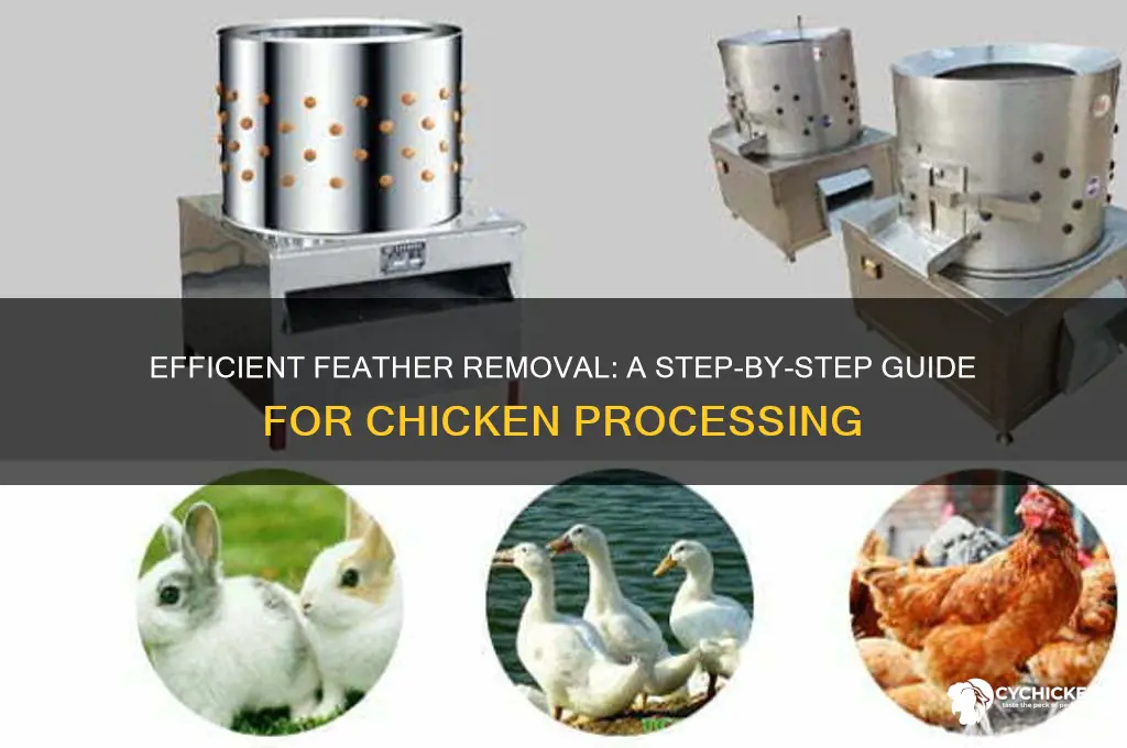 how to take feathers off a chicken