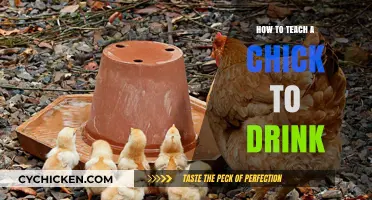 Teaching Chicks to Drink: Simple Steps for Hydrating Your Baby Birds
