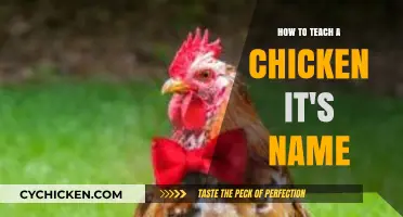 Training Your Chicken: A Step-by-Step Guide to Teaching Its Name