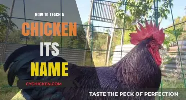 Teaching Your Chicken Its Name: A Simple Step-by-Step Guide