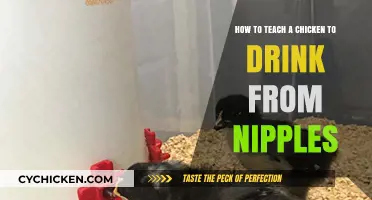 Training Chickens: Drinking from Nipples