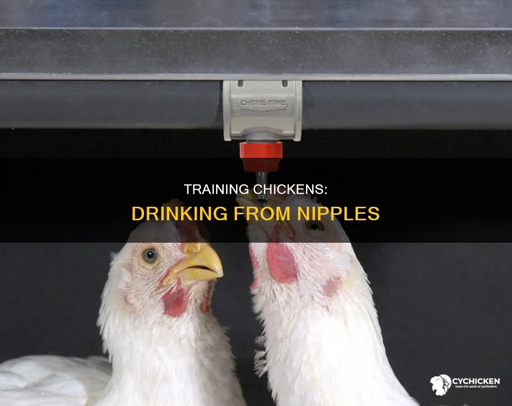 how to teach a chicken to drink from nipples