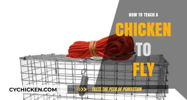Unlocking Flight: Creative Techniques to Teach Chickens to Soar
