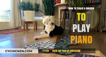 Teaching Chickens to Play Piano: A Quirky Musical Adventure