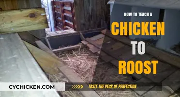 Teaching Chickens to Roost: Simple Steps for Happy, Healthy Birds
