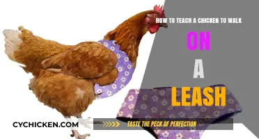 Training Chickens: Walking on a Leash