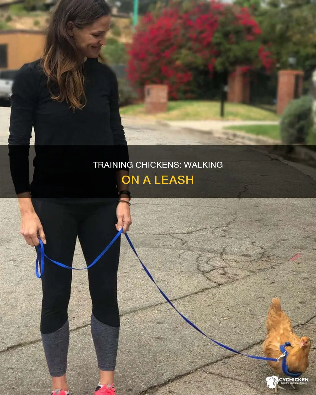 how to teach a chicken to walk on a leash