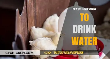 Teaching Chicks to Drink Water: Essential Tips for New Hatchlings