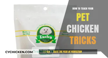 Training Your Pet Chicken: Fun Tricks and Tips for Success