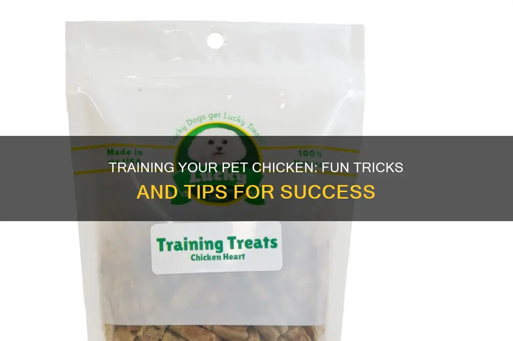 how to teach your pet chicken tricks