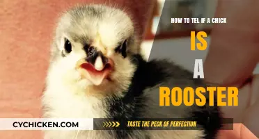 Identifying Chickens: Roosters vs. Hens