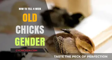 Identifying Chick Gender: A 4-Week-Old Guide for Beginners