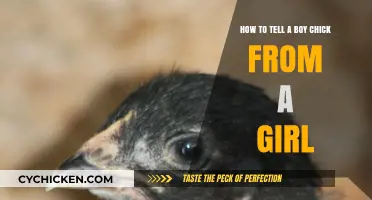 Identifying Chick Gender: Boy or Girl?