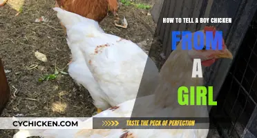 Recognizing Gender in Chickens: Boy or Girl?