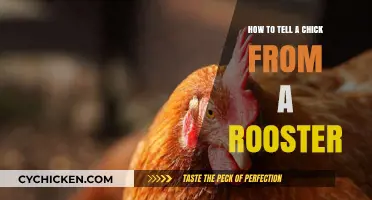 Identifying Chicks vs. Roosters: A Beginner's Guide to Gender Differences