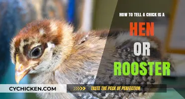 Identifying Hens and Roosters: What's the Difference?