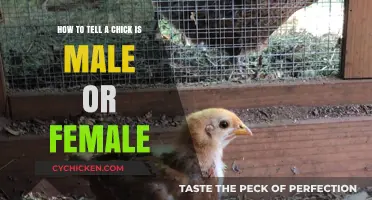 Identify Your Chick's Gender: Quick and Easy Guide