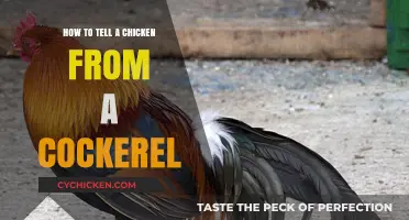 Identifying Chickens vs. Cockerels: Key Differences and Simple Tips