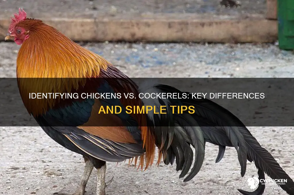 how to tell a chicken from a cockerel