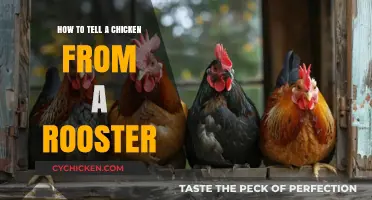 Identifying Chickens vs. Roosters: Key Differences and Easy Tips