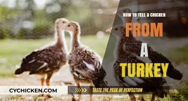 Chicken or Turkey? Quick Tips to Identify the Difference