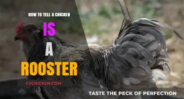 Identifying Rooster Traits: A Guide to Spotting Male Chickens