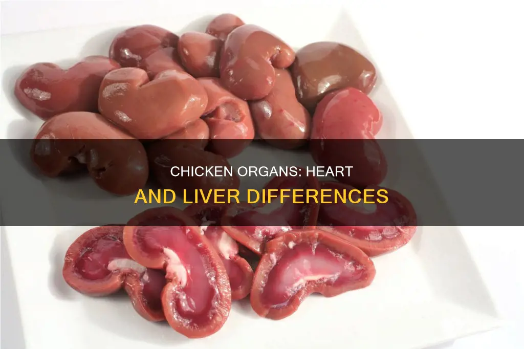 how to tell a chicken liver froma chicken heart