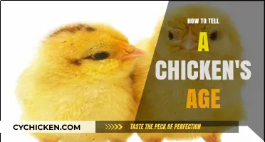 Identifying Chicken Age: A Comprehensive Guide to Key Indicators