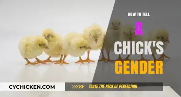 Identifying Chick Gender: A Beginner's Guide to Accurate Determination