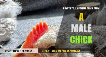 Identifying Chick Gender: Male or Female?