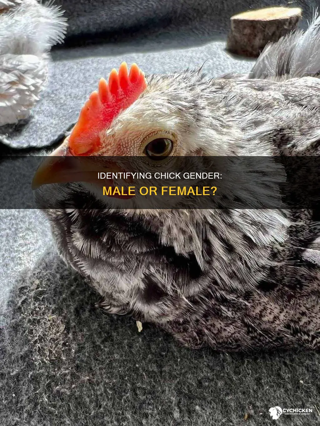 how to tell a female chick from a male chick