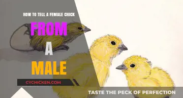 Identifying Chick Gender: Male or Female?