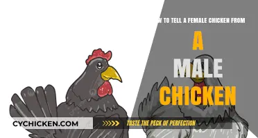 Identifying Male and Female Chickens: What are the Differences?