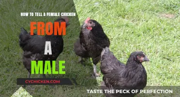 Identifying Chickens: Female vs Male
