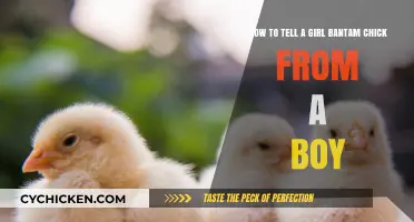 Identifying Bantam Chicks: Girls vs Boys